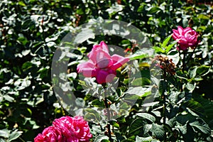 Rose 'Acapella' blooms with pink-white flowers in July in the park. Berlin, Germany