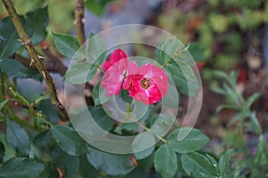 Rose \'Cera\' with pink-red flowers blooms in June in the garden. Berlin, Germany photo