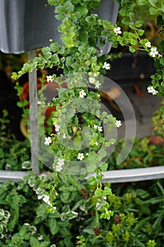 Sutera cordata \'Big Baja\' blooms in August. Berlin, Germany photo