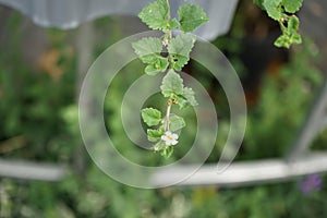 Sutera cordata \'Big Baja\' blooms in June. Berlin, Germany photo