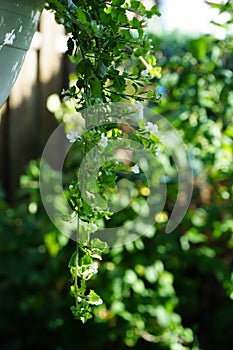 Sutera cordata \'Big Baja\' blooms in June. Berlin, Germany photo