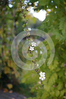 Sutera cordata \'Big Baja\' blooms in October. Berlin, Germany photo