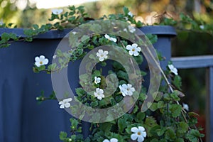 Sutera cordata \'Big Baja\' blooms in October. Berlin, Germany photo
