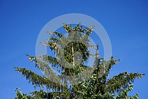 The tip of Picea abies is with branches with cones in July. Berlin, Germany