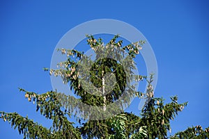 The tip of Picea abies is with branches with cones in July. Berlin, Germany