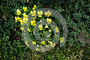 Viola cornuta \'Sorbet Babyface Yellow\' blooms in June. Berlin, Germany photo