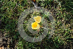 Yellow crocuses on the lawn in February. Crocus is a genus of seasonal flowering plants in the iris family. Berlin, Germany