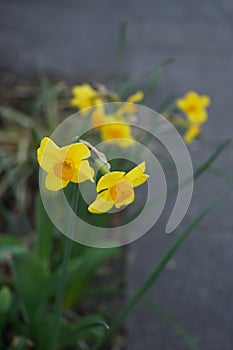 Yellow Narcissus in the garden in spring. Narcissus is a genus of predominantly spring flowering perennial plants. Berlin, Germany