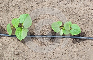 Plants get water using modern irrigation system drip irrigation, watering cucumber plants, industry, farming