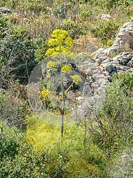 Plants. Giant Fennell. Ferula communis L.