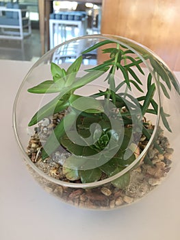 Plants in glass bowl