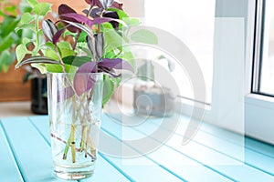 Plants in a glass with water. Background.