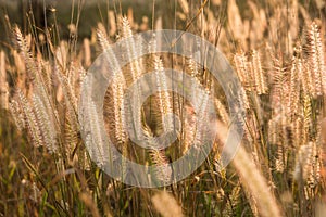 Plants grass field at gold sunset