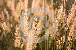 Plants grass field at gold sunset