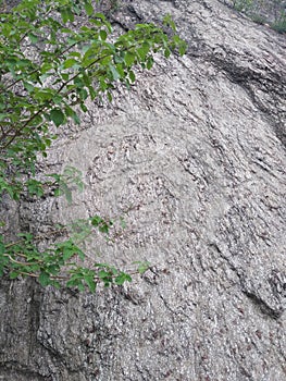 Plants and grass on sedimentary rock.