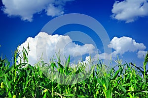 Plantas de verde maíz dulce sobre el el cielo 