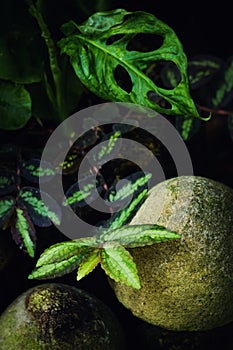 Plants and green leaves in nature