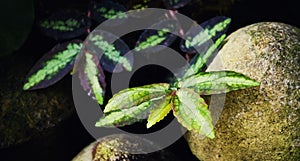 Plants and green leaves in nature