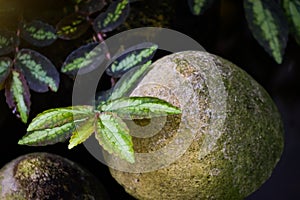 Plants and green leaves in nature