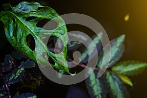 Plants and green leaves in nature