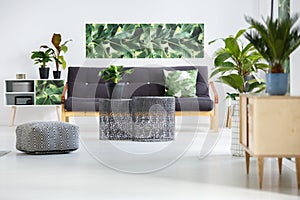 Plants in green living room