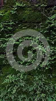 The plants are green at rainy seasaon