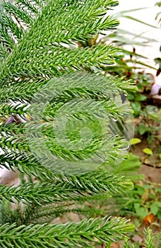 Plants green and water drop falls
