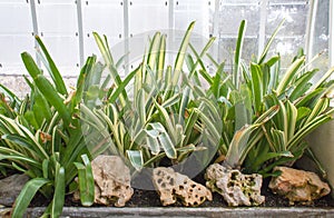 Plants in a greenhouse of a botanic garden in the city of Valen