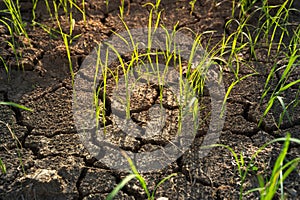 The plants grow on the dry ground