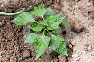 Plants grow in a greenhouse. Tomatoes, cucumbers and peppers.