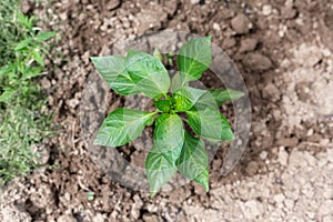 Plants grow in a greenhouse. Tomatoes, cucumbers and peppers.