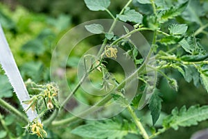 Plants grow in a greenhouse. Tomatoes, cucumbers and peppers.