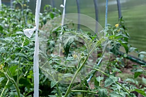 Plants grow in a greenhouse. Tomatoes, cucumbers and peppers.