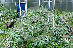 Plants grow in a greenhouse. Tomatoes, cucumbers and peppers.