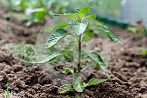 Plants grow in a greenhouse. Tomatoes, cucumbers and peppers.