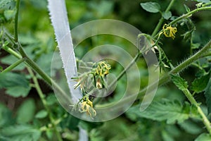 Plants grow in a greenhouse. Tomatoes, cucumbers and peppers.