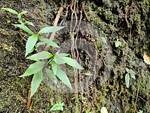 Plants that grow in nature, Kediri Regency, East Java, Indonesia