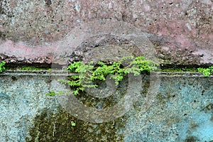 Plants that grow on old walls