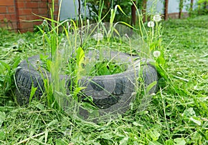 Plants grow in old wheel. Reuse things. Creative idea for ecological savety. Environmental protection. Summer time.