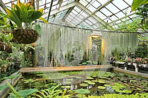Plants grow in a pond in a greenhouse of a botanical garden