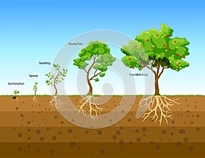Plants grow from seeds to apple trees.