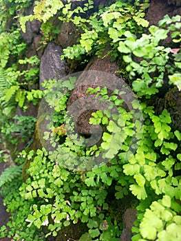 Plants grow on stone walls