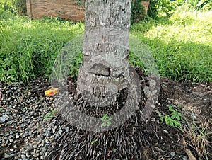 plants that grow on tree roots
