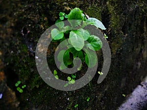 Plants grow up so beatiful