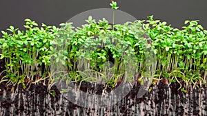 Plants grow up in fertile soil on grey background timelapse
