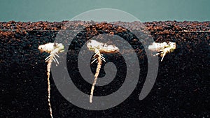 Plants grow up from white seeds on grey background timelapse