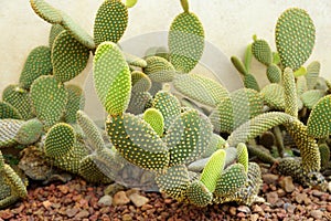 Bunny ears cactus Opuntia microdasys originated in Mexico and is a denizen of arid.