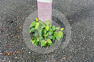 Plants growing alongside the electricity poles