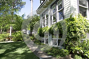 Plants growing around wooden house