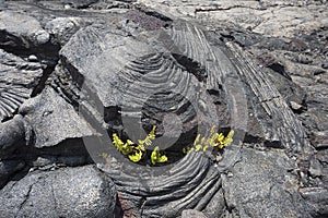 Plants growing through crack in old lava flow. Big Island Hawaii